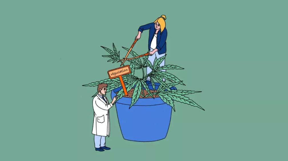  Drogues en Belgique. L’herbe est-elle plus verte dans le jardin des voisins ? 